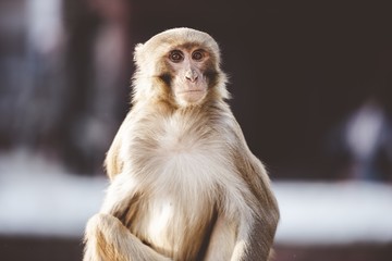 Closeup of a monkey sitting and looking at the camera