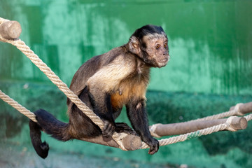 female Capuchin in a cage on a rope.red book