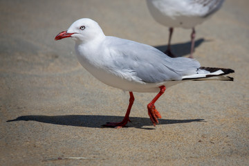 Obraz premium Red-billed Gull (Chroicocephalus scopulinus)