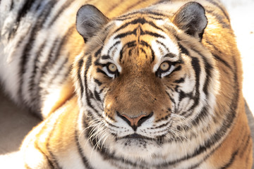 Plakat portrait of a tiger lying on the ground.close up.