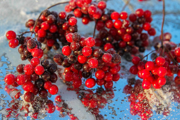 Snow covered red viburnum berries on light blurred background
