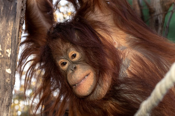 smiling orangutan on a branch.close up