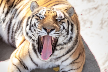 portrait of a yawning tiger. close up.