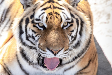 Fototapeta na wymiar Portrait of a tiger with his tongue hanging out