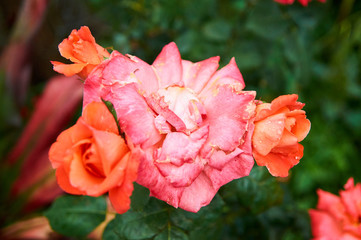 rosas naranjadas en jardin