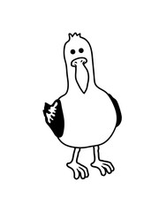 vogel neugierige möve 