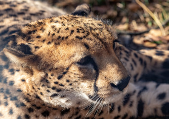 the head of a Cheetah. close up