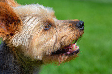 Close-up shot of an adorable Australian Silky Terrier dog head.