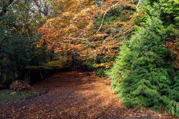Fototapeta na wymiar Autumnal view of the Ashdown Forest in East Sussex