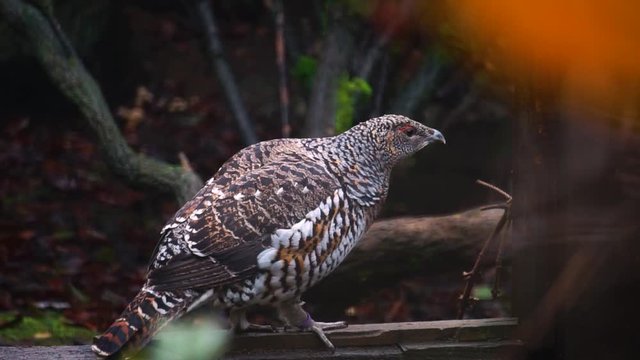 emale capercaillie sitting on wood hopping away 50FPS