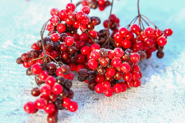 Snow covered red viburnum berries on light blurred background