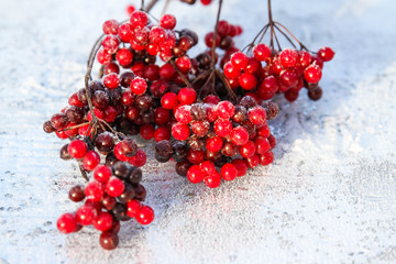 Snow covered red viburnum berries on light blurred background