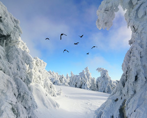 verschneiter Winterwald