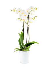 Beautiful white orchid in a pot isolated on white background with shadow.