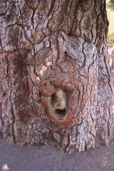 Bark of a pine called "Pino Gordo" in the Corona Forestal National Park near Teide