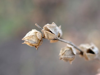 branch of willow close up autumn field warm background