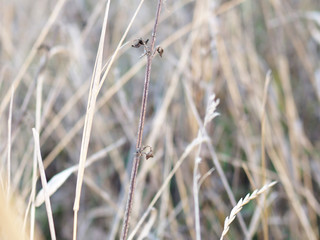 yellow dry grass in the wind autumn field