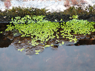 Obraz na płótnie Canvas duckweed on the water stone and water