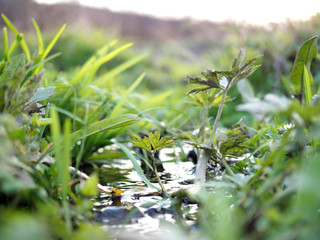 grass and flowers and stream water close up
