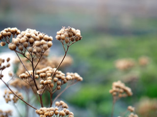 wild flowers on a green background close up