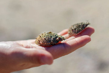 beach combing
