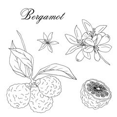Vector hand-drawn branch of bergamot tree with fresh fruits and blossom isolated on white background
