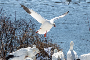 Snow Geese approach and land on the shore of a small lake