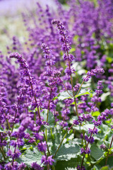 Salvia verticillata  -  purple flowers in the medicinal and herbal garden.