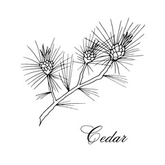 Vector hand-drawn branch of cedar isolated on white background