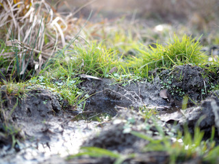 succulent grass, creek and soil close-up