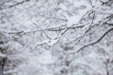 Winter forest. Winter background, tree branches in the snow.