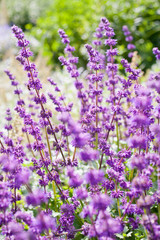 Salvia verticillata  -  purple flowers in the medicinal and herbal garden.