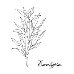 Vector hand-drawn eucalyptus plant isolated on white background