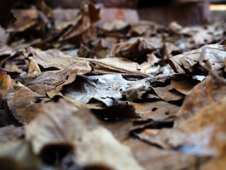 autumn dry brown leaves on the ground