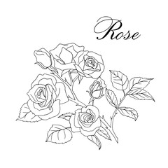 Vector hand-drawn blooming branch of roses isolated on white background