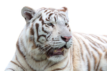 White or bleached tiger isolated on white background.  Bengal tiger.