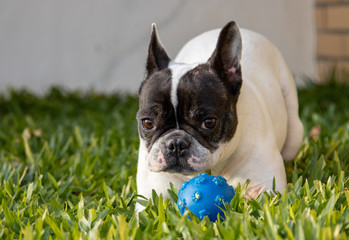 Fototapeta premium Cute looking black and white french bulldog dog playing around in garden. Close up and isolated portraits.