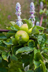 Young apple fruit in the orchard, early summer.