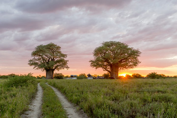 Sunrise at Baines Baobabs in Nxai Pan National Park Botswana