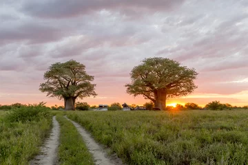 Tuinposter Sunrise at Baines Baobabs in Nxai Pan National Park Botswana © Chris