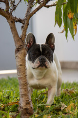 Cute looking black and white french bulldog dog playing around in garden. Close up and isolated portraits.