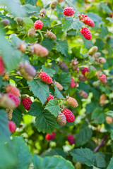 The loganberry is a delicious fruit , hybrid of raspberry and blackberry.