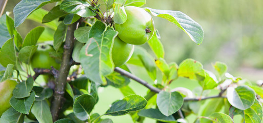 Young apple fruit in the orchard, early summer.