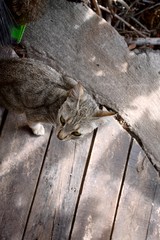 Isolated little cat on a wooden board (Madeira, Portugal, Europe)