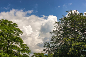 green trees in the park. Exotic trees against the sky.