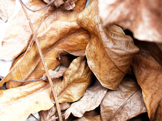 autumn fallen brown leaves warm background