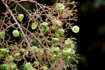 Wild Vine Nuts