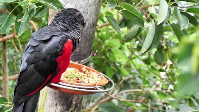 Big black and red bird sits on bowl with food in forest