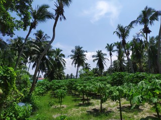 Obraz premium palm trees on beach