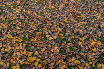 Autumn background, yellow dry fallen leaves in the meadow